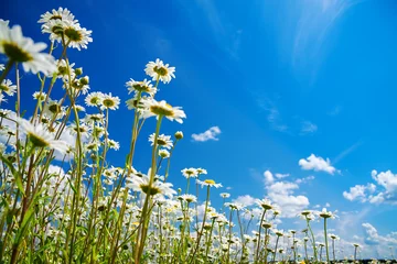 Schilderijen op glas summer rural landscape with a blossoming meadow and the blue sky © yanikap