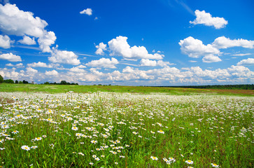 summer rural landscape with the blue sky