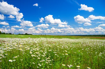 Fensteraufkleber summer rural landscape with the blue sky © yanikap