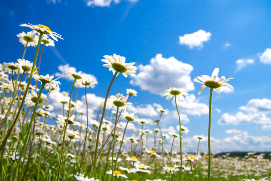 Summer Rural Landscape With The Blue Sky