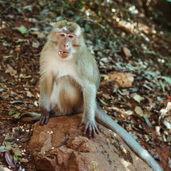 Monkey sitting on the rock