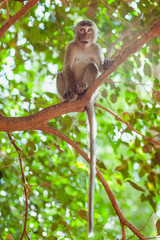 A small monkey sitting on a tree branch