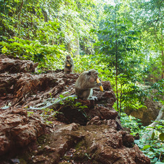 Long-tailed macaques in the jungle