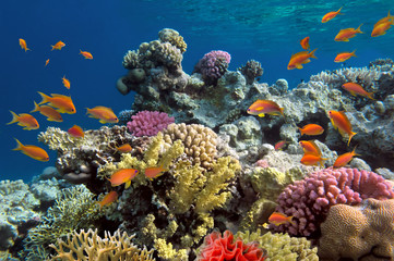 Naklejka na ściany i meble Podwodne strzelanie żywe rafy koralowej z ryb