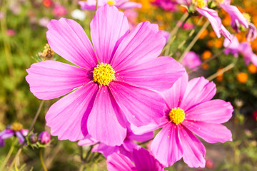 Obraz premium Pink cosmos flower close up