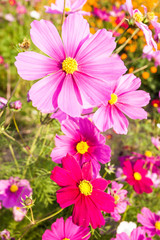 Fototapeta na wymiar Pink cosmos flower close up