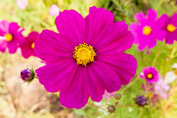 Obraz premium Pink cosmos flower close up