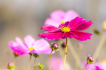 Pink cosmos flower close up