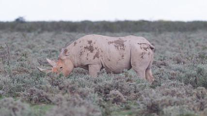 Black (hooked-lipped) rhinoceros (Diceros bicornis)