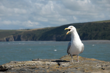 Seagull on harbour wall at New Quay in Cardigan