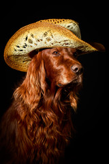 Red irish setter dog