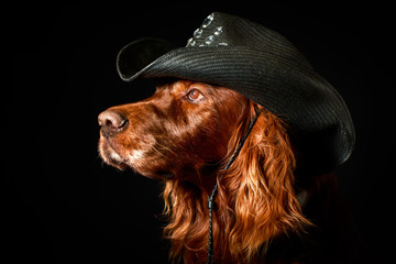Red irish setter dog