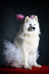 Samoyed dog