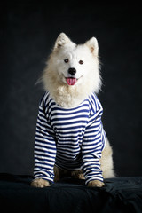 Samoyed dog