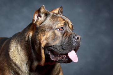 brown Cane Corso dog