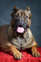 brown Cane Corso dog