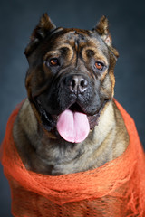 brown Cane Corso dog