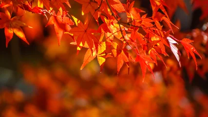 Schilderijen op glas Red maple leaves in autumn in Nara Park © coward_lion