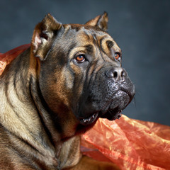 brown Cane Corso dog