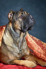 brown Cane Corso dog