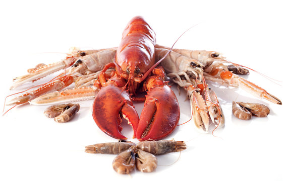seafood