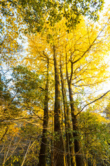 Fototapeta premium Autumn Colours in China