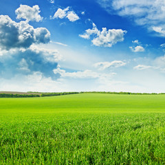 Fototapeta premium green wheat field and blue cloudy sky