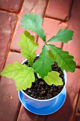 Oak grows in the bowl.