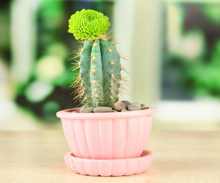 Cactus in flowerpot with flower, on wooden windowsill