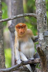 Proboscis monkey