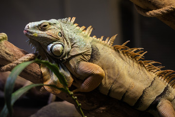 IGUANA