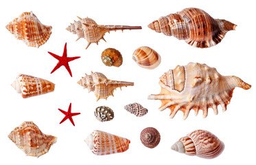 Set of seashells isolated on white background