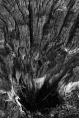 Fototapeta na wymiar Close-up of burnt wood