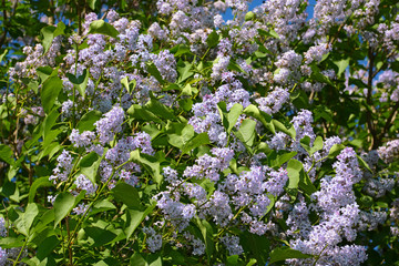 Beautiful branches of large blooming lilacs bush on spring