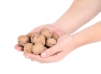 Bunch of walnuts in hands.