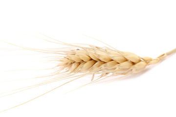 Close up of wheat ear.