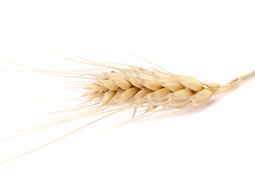 Close up of wheat ear. © indigolotos