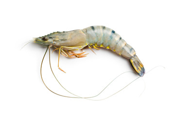 raw tiger shrimp