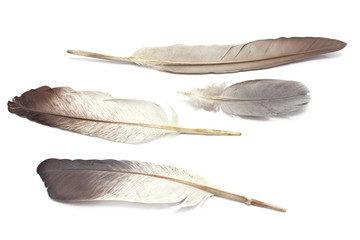 Four feathers isolated on white
