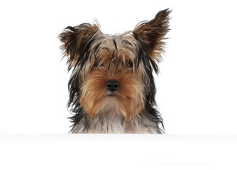 Yorkshire Terrier isolated on white