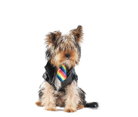 Yorkshire Terrier with a jacket and tie