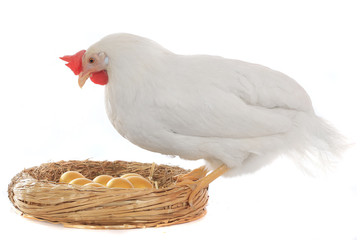 hen