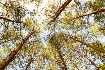 vertical perspective within a dense forest of pine trees