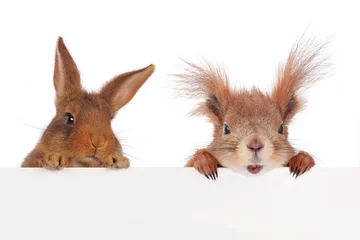 Foto op Aluminium eekhoorn en twee konijnen © fotomaster
