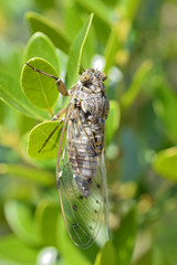 Macro of Cicada orni on leaf in the south of France