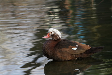 muscovy duck on a pond