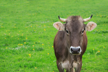 cow in an green meadow