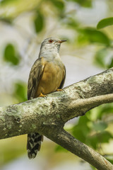Male Plaintive Cuckoo(Cacomantis merulinus ) in nature