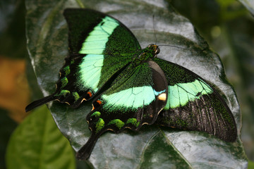 Schwalbenschwanz smaragdgrün