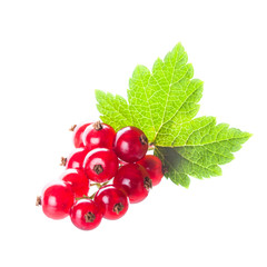 Red currant isolated